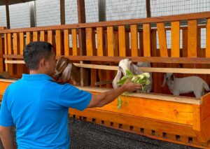 Baru Tiga Bulan Dibuka, Kandang Kambing Boer Lapas Narkotika Karang Intan Hasilkan Dua Ekor Anak