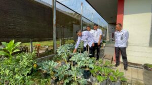 Kalapas Pantau Langsung Pertumbuhan Kembang Kol di Kebun Pasca-Rehabilitasi