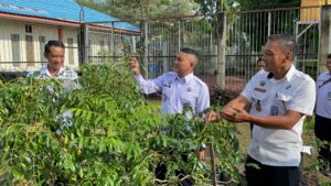 Kalapas Narkotika Karang Intan Lihat Langsung Perkembangan Tanaman Kedondong di Kebun Pasca Rehabilitasi