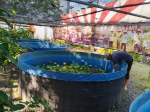 Warga Binaan Lapas Narkotika Karang Intan Rutin Rawat Kolam Ikan Haruan