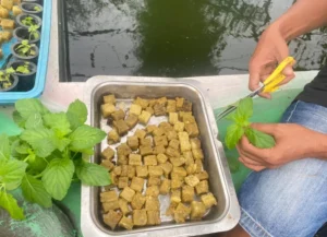 Segarkan Pembinaan, Lapas Narkotika Karang Intan Perluas Budidaya Daun Mint Hidroponik di SAE 1